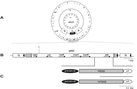 FIG. 1. (A) Schematic illustration of the EHV-1 H�instead of thevector sequences derived from plasmid pHA2 and inserted in lieu of gene 71 encoding gp2