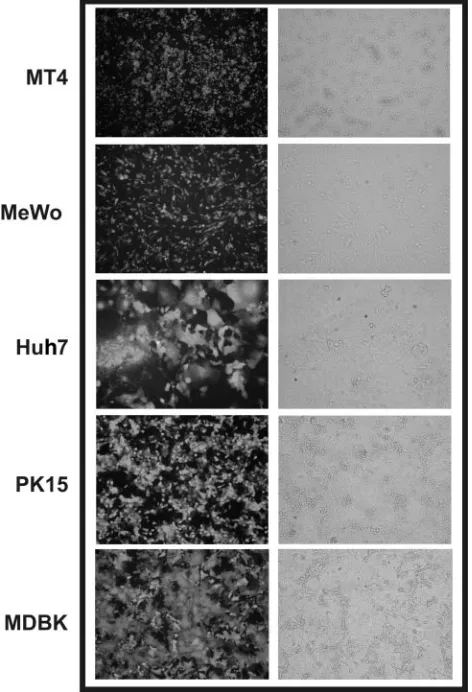 FIG. 3. (A) Flow cytometry of transduced cells. Shown is a dot plotanalysis of ConA-stimulated bovine (upper panels) and porcine (lower