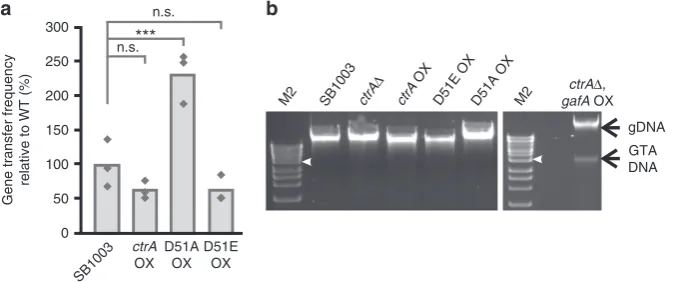 Fig. 1 Congenomic DNA (gDNA) are indicated by labelled arrows. NEB 1 kb Extend DNA Ladder (M1) or Bioline HyperLadder 1 kb DNA ladder were used (M2);the 4 kb band is annotated with a white arrow head