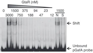Fig. 4 CtrA binding to theheaded arrow). CtrA binding sites are annotated with half sites represented by solid lines and the spacer sequence as a dashed line