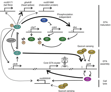 Fig. 7 Model of RcGTA regulation. The interactions depicted are inferred from the data in this study, raw microarray dataknown