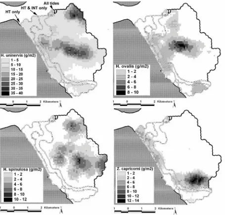 Figure 7.2. Kriging interpolated landscapes of the four seagrass species present in the Burrum habitat (see Chapter 5)