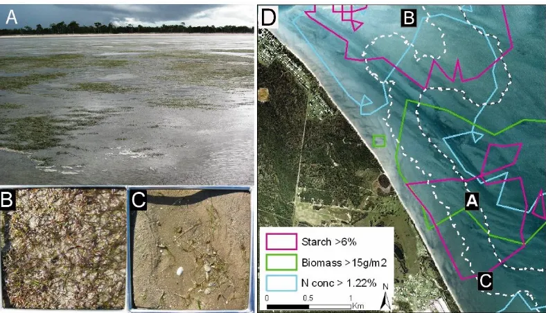 Figure 7.3. A: View from the edge of the low-tide mark looking west toward the shore. Note the extensive patches of dense A dense patch of H