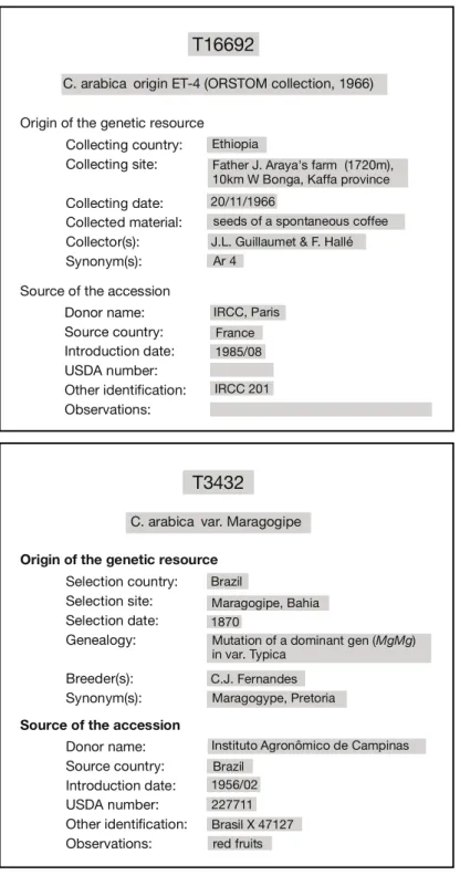 Figure 3.3. Examples of passport data of wild (T16692) and cultivated (T3432) coffee  accessions.