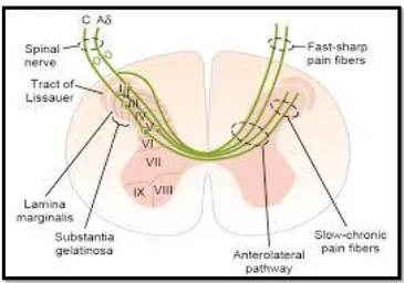 FIGURE 1- CROSS SECTION OF SPINAL CORD SHOWING             SYNAPTIC CONNECTIONS IN PAIN TRANSMISSION 
