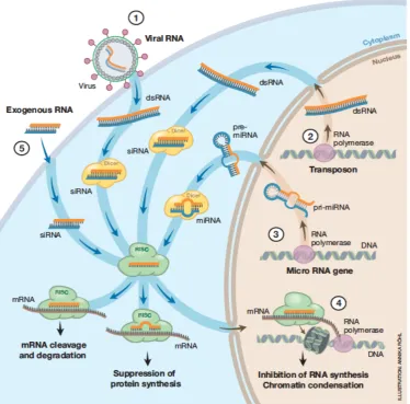 Figure 2.1: The endonuclease Dicer (highlighted in yellow) plays a central role in the RNA inter-ference pathway