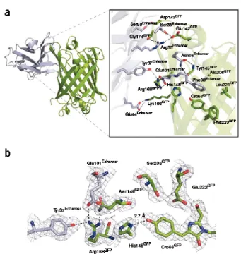 Figure 2.2: (a) Crystal structure of the Enhancer (light blue ribbon model)- wild type GFP (greenribbon model) complex displaying the binding epitope on the GFP beta barrel surface.(b) The chromophore environment of GFP located in the center of the beta barrel isaltered upon complexation with Enhancer yielding the change in ﬂuorescence intensity.Reproduced from [30].