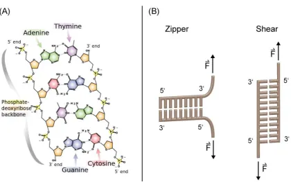 Figure 2.3: (A) Schematic depiction of the chemical structure of DNA with Watson-Crick base-pairing.Adapted from [80]