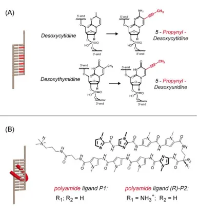 Figure 2.4: In general, the mechanical stability of a DNA duplex can be enhanced either by modiﬁ-cation of the DNA itself or binding of an external ligand