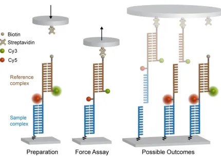 Figure 3.1: In the molecular set-up of the Molecular Force Assay, a sample complex in question isattached in series with a known reference complex to form a so-called Molecular ForceProbe (MFP)