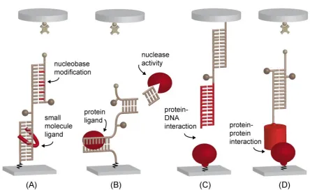Figure 3.3: An overview of the diﬀerent applications of the MFA is displayed, with the possible inter-actions and ligands highlighted in red