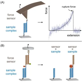 Figure 3.4: A schematic comparison between the experimental set-ups for force measurements withthe atomic force microscope (A) and the Molecular Force Assay (B) is displayed.Inboth cases the sample complex to be investigated (blue) is initially clamped bet