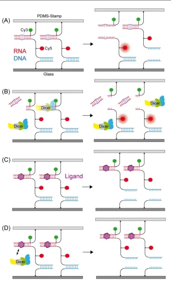 Figure 4.1: For the detection of Dicer inhibition upon binding of a small molecule ligand, ﬁrst theinitial value of the molecular set-up with neither Dicer nor ligand present has to be de-termined (A)