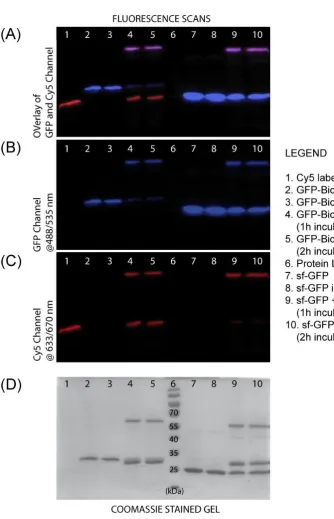 Figure 4.3: The sample SDS-PAGE gel demonstrates the eﬃciency of the protein-DNA coupling viathe ybbR-tag