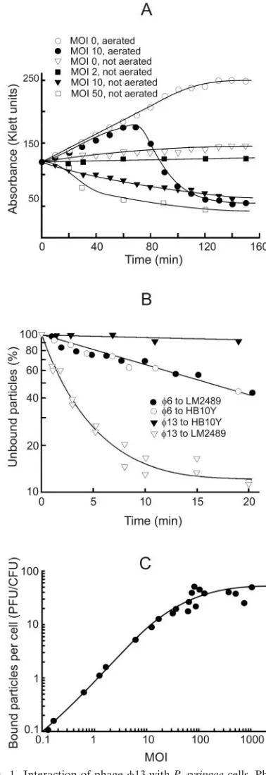 FIG. 1. Interaction of phage �one-step growth experiments (A), phageics measurements (B), and LM2489 cell surface receptor saturationwith phage13 with P