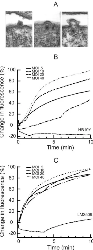 FIG. 2. Phage envelope fusion assays performed by using electronmicroscopy and R18 ﬂuorescence measurements