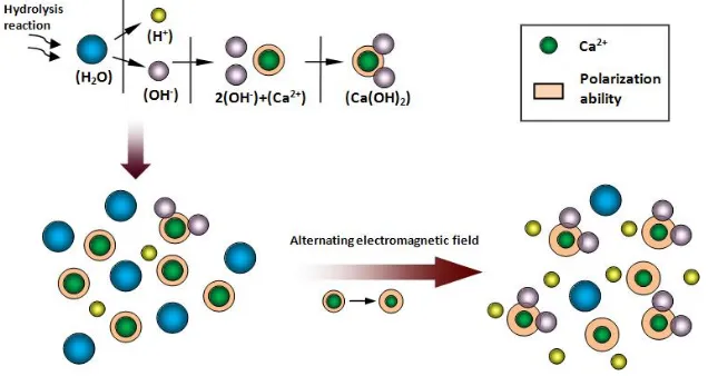 Figure 11. Schematic diagram of the increase of polarization ability of calcium ion under alternating electromagnetic field which causes the promotion of hydrolysis reaction 