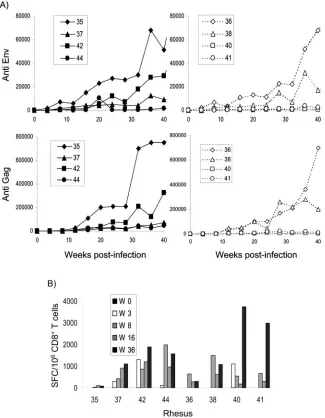 FIG. 9. Analysis of the anti-SIV humoral and cellular immune response of rhesus macaques after infection with SIV vectors