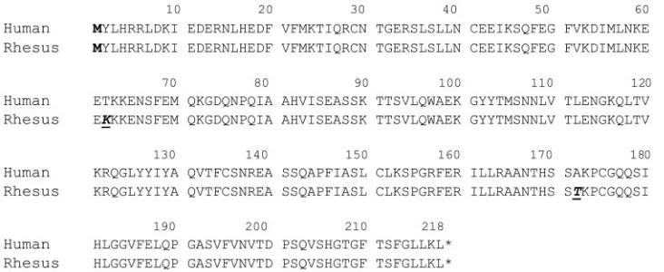 FIG. 1. Comparison of the amino acid sequence of the extracellular domain of the human (GenBank accession no