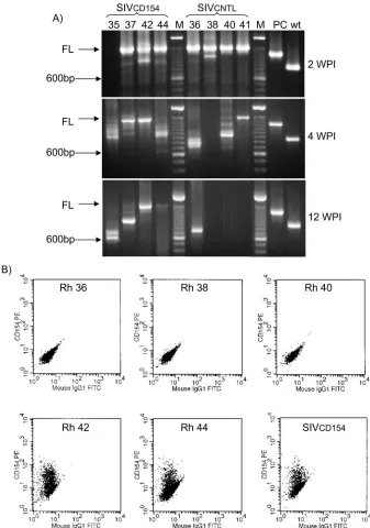 FIG. 5. Characterization of virus isolated from macaques infected with SIVCD154 or SIVCNTL