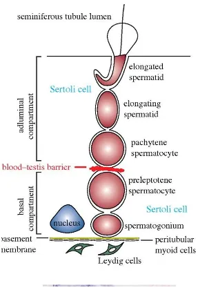 Fig 2: Stages of spermatogenesis within the seminiferous tubule (6) 
