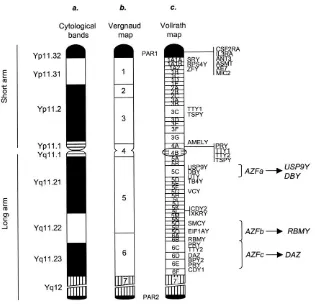 Fig.12: Schematic representation of Y chromosome 