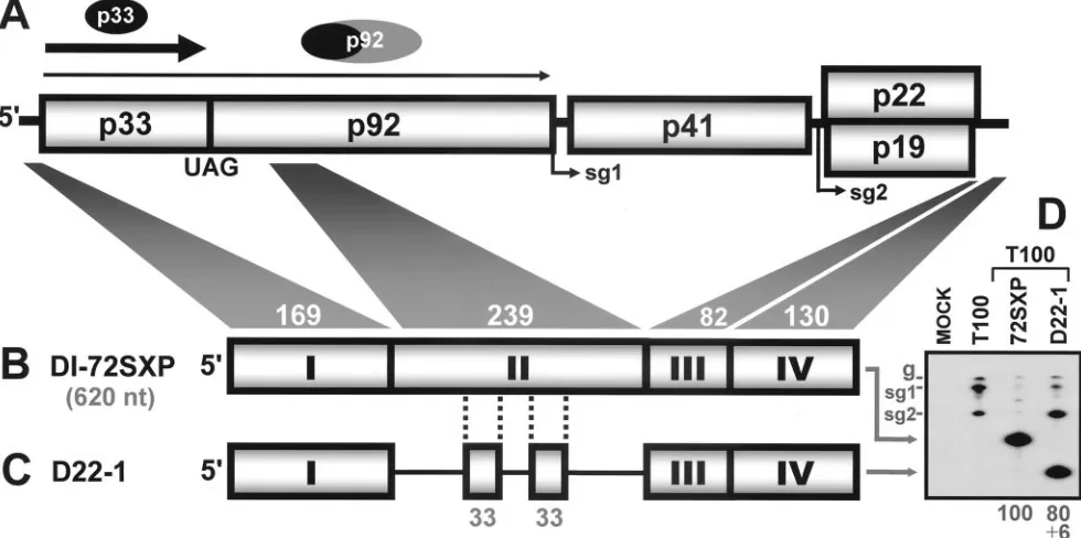 FIG. 1. TBSV genome and DI RNAs. (A) The TBSV genome is represented linearly with coding regions depicted as boxes