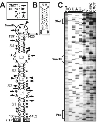 FIG. 2. RNA secondary structure of the RII core. (A) The mfold(L) are labeled. Reactive sites from solution structure analysis in panel C have been mapped onto this structure