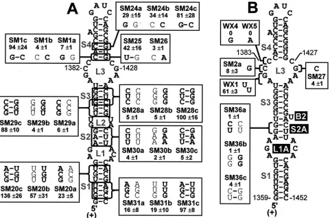 FIG. 4. Analysis of D22-1 containing mutations in the RII core. Modiﬁcations in D22-1 mutants are indicated in the boxes along with theirrelative accumulation levels