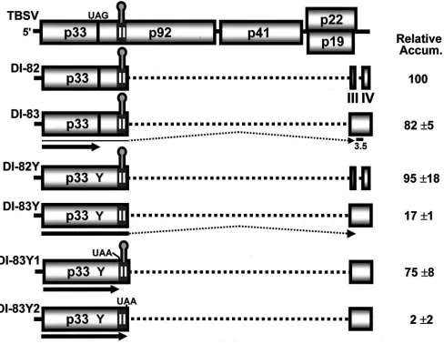 FIG. 6. Effect of translation over the RII core sequence. The structures of T100 deletion derivatives, DI-82 and DI-83, are shown below thewt TBSV genome along with mutants derived from them (DI-82Y, DI-83Y, DI-83Y1, and DI-83Y2)