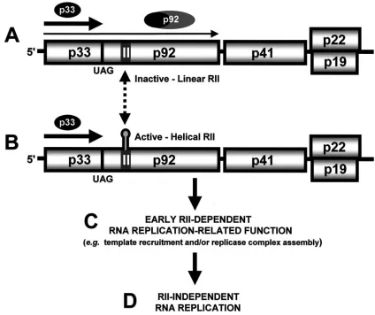 FIG. 7. Model integrating translation and RII-mediated viral RNA replication. Both p33 and p92 are translated from the viral genome;however, p92 is expressed at much lower levels due to the inefﬁciency of readthrough of the p33 stop codon