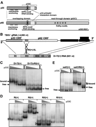 FIG. 1. Speciﬁc binding of the recombinant p33 replicase protein to RII(RI(indicated by arrowheads, whereas the bound probe with 1replicase proteins of TBSV