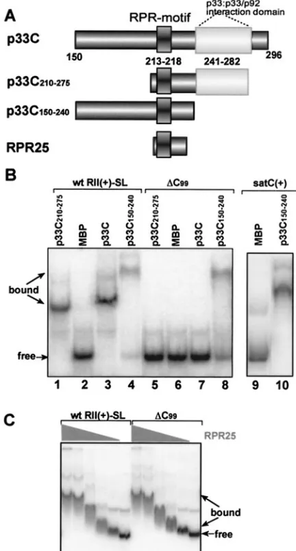 FIG. 3. Selective binding of RII(�p33/p92 interaction domain. (A) Schematic representation of p33Cwith the known RNA and protein binding domains