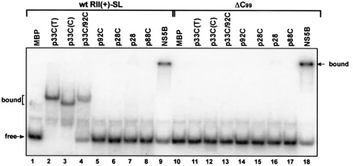 FIG. 4. Lack of selective recognition of RII(�of recombinant proteins were applied in EMSA for binding to either the wt orincluded from left to right: MBP, TBSV p33C [p33C(T)], CNV p33C [p33C(C)], TBSV p92 RdRp with an N-terminal deletion (p33C/92C) (Fig.1