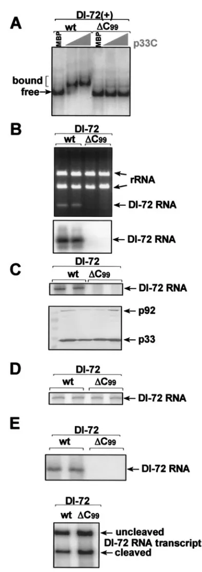FIG. 5. C99scribed in the legend to Fig. 1. (B) Mutantexpressed from the galactose-induciblein yeast