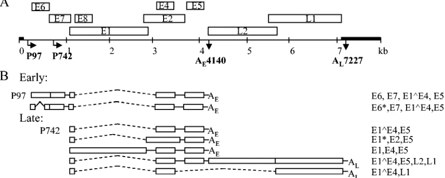 FIG. 1. HPV31 genome organization and transcript representation. (A) The HPV31 genome is depicted