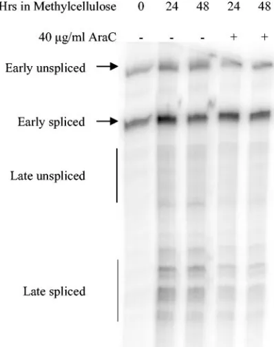 FIG. 5. H31Luc plasmid constructs. The H31Luc plasmid contains HPV31 sequences from the URR through the N terminus of E1 fused tothe ﬁreﬂy luciferase gene (luc)