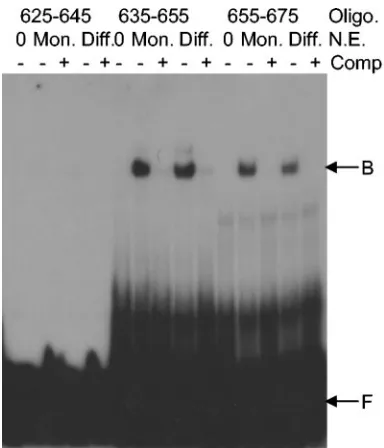 FIG. 9. Representative EMSA. Oligonucleotide (Oligo.) probesfor sequences from nt 625 to 645, 635 to 655, and 655 to 675 were end