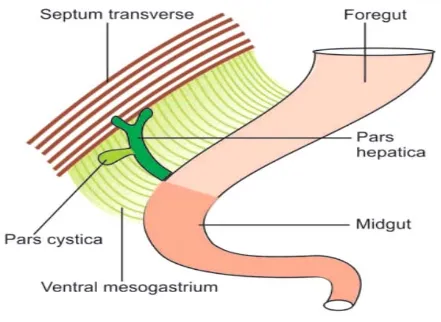 FIG.1 – Diaphragmatic representation of hepatic diverticulum. 