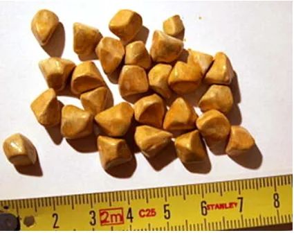 FIG. 6 – showing multiple cholesterol stones each measuring less than 4 cm. 