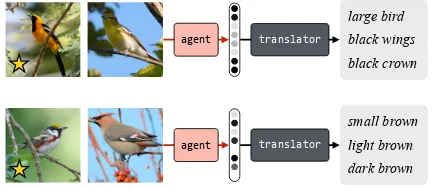 Figure 2: Overview of our approach—best-scoring transla-tions generated for a reference game involving images of birds.The speaking agent’s goal is to send a message that uniquelyidentiﬁes the bird on the left