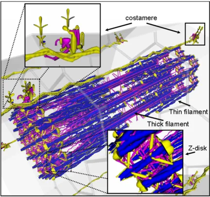 Figure 1Spatial gene expression of muscle cell using the VMus3D (myoblast to myotube)Spatial gene expression of muscle cell using the VMus3D (myoblast to myotube)