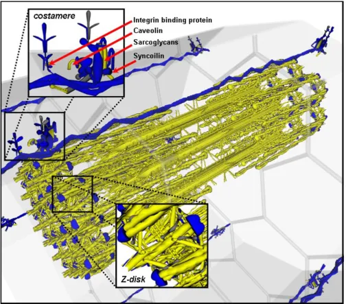Figure 5tiation and tissue specificityUsing the 100,000 simulated cluster analysis data to visualise two clusters of gene expression as a function of terminal differen-Using the 100,000 simulated cluster analysis data to visualise two clusters of gene expr