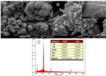 Fig. 2 shows the SEM image of blank PbO2morphology with 13 nm in size (see insert figure), as speculated in Fig