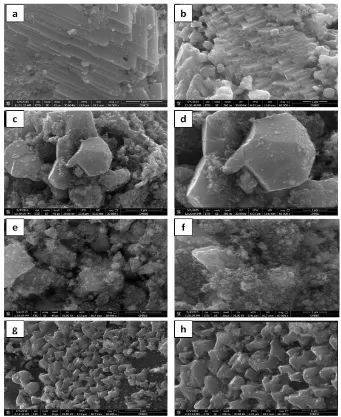 Figure 4.  Crystal morphology of the as-synthesized CIT and CIGT powders at different gallium ratios (a, b) x = 0 (c, d) x = 0.3, (e, f) x = 0.5 and (g, h) x= 0.7 
