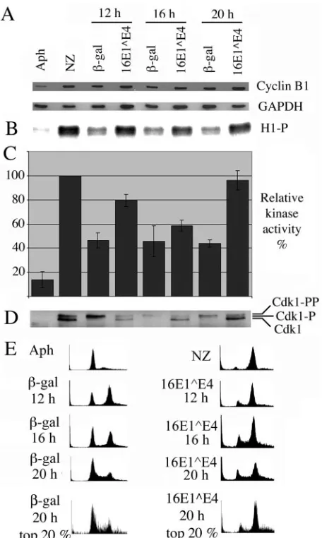 FIG. 1. 16E1∧activity. Control GE4 expression does not inhibit Cdk1/cyclin B kinase/S-synchronized SiHa cells were either harvested