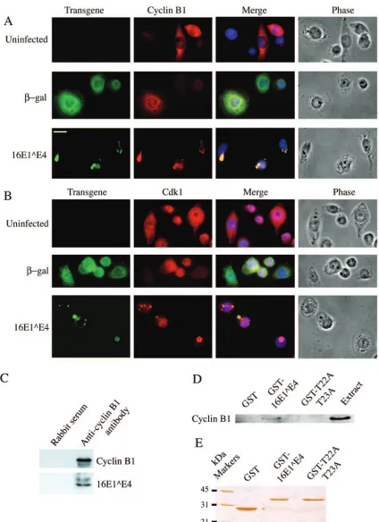 FIG. 2. 16E1∧post-block release. Cells were double stained forE4 associates with Cdk1/cyclin B1