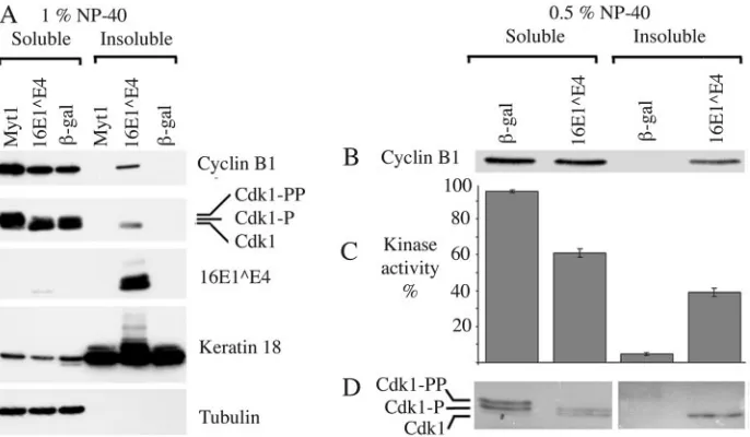 FIG. 3. Cyclin B1 associated with 16E1∧cyclin B1 (green), and mitochondria (red). A DAPI nuclear stain wasincluded (white)