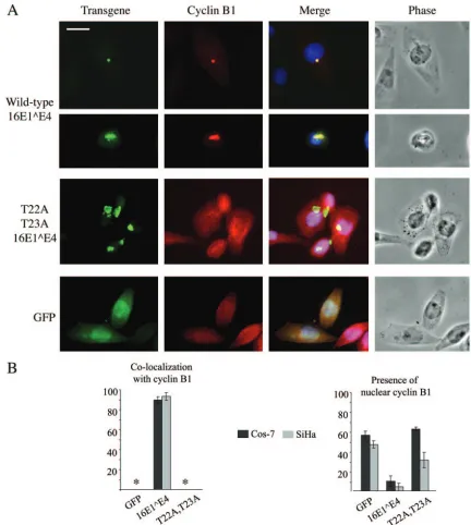 FIG. 6. Mutant unable to induce G2immunoﬂuorescence microscopy. (A) SiHa cells were double stained for 16E1(blue)