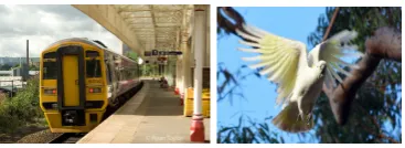 Figure 1: Images returned for utterance a yellowand white birtd is in ﬂight by the text (left) andspeech (right) models.